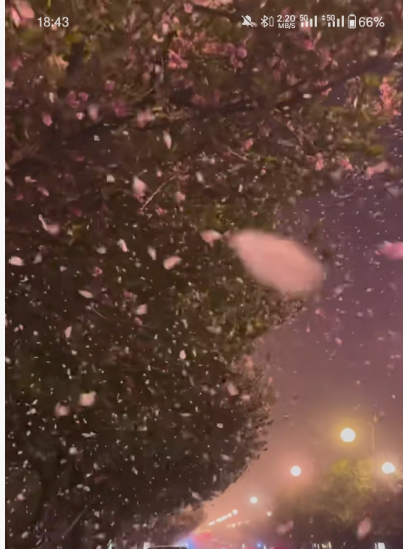 夜色中随风飘落的粉色花瓣